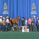 Macy Blackwell & Lillyante-Reserve World Champion L2 Yearling Mares